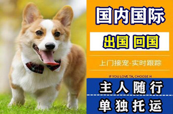 杨浦区宠物托运公司杨浦区宠物托运公司杨浦区宠物托运公司