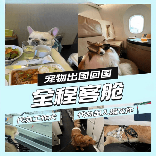 杨浦区宠物托运到白俄罗斯宠物入境规定和要求