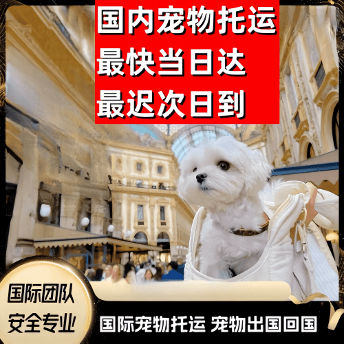 杨浦区到澳大利亚（澳洲）宠物入境规定和要求